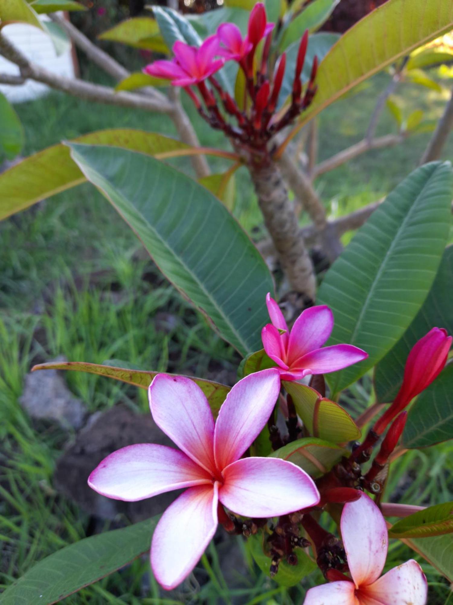Casa de férias Isla De Pascua *